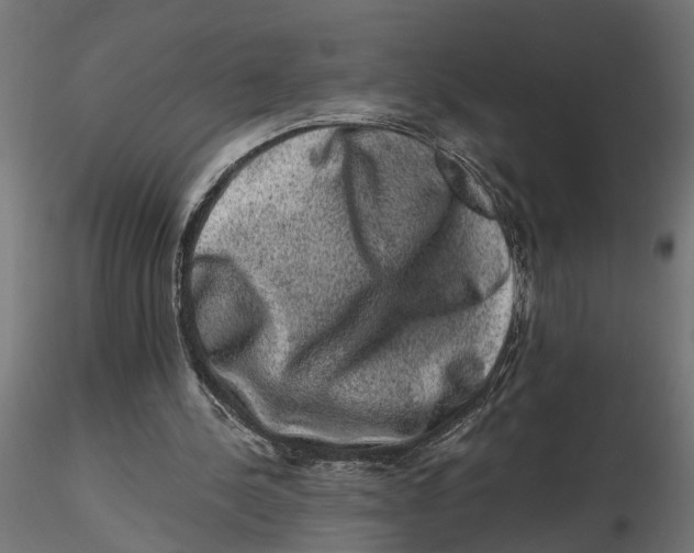 X0000116780244201001071243