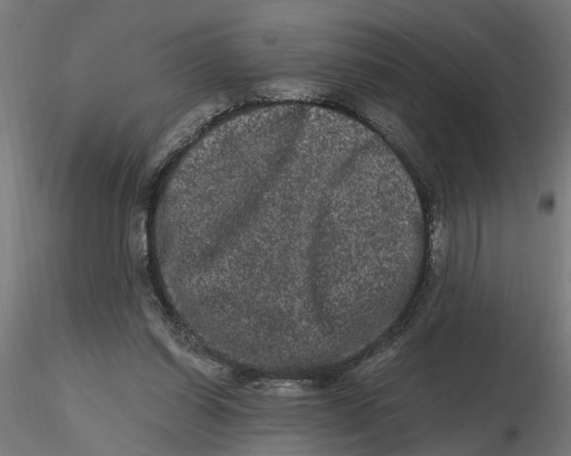 X0000116780254201001071243