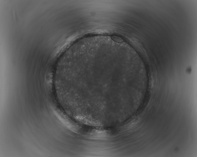 X0000116780260201001071243