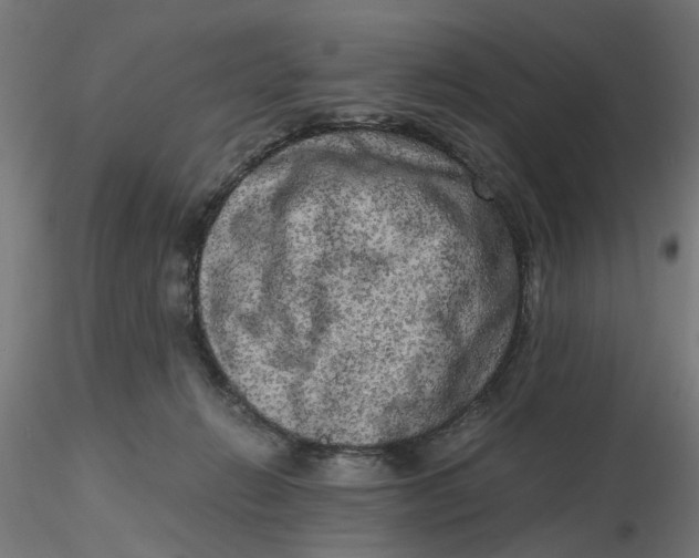 X0000116780270201001071243