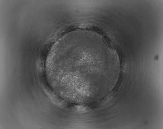 X0000116780272201001071243