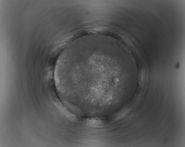 X0000116780284201001071243