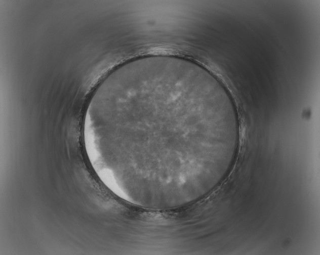 X0000116780297201001071243