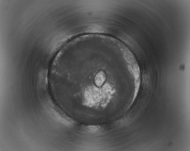 X0000116780302201001071243