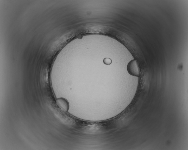 X0000116780310201001071242