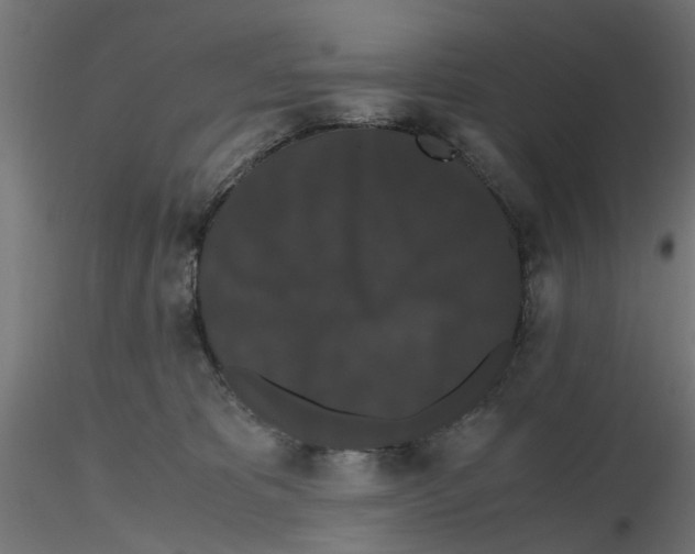 X0000116780325201001071242