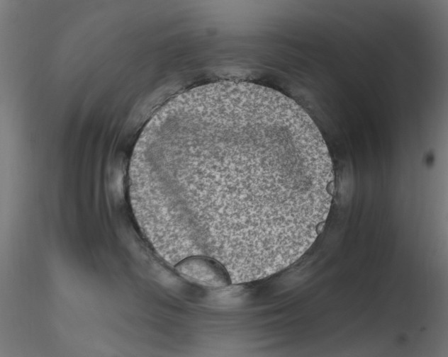 X0000116780334201001071242