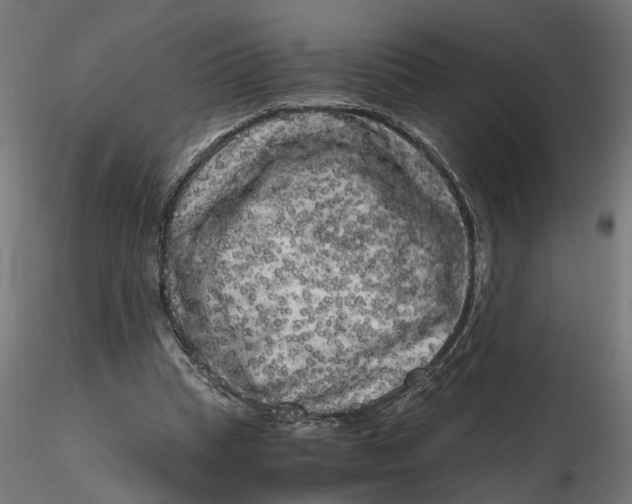 X0000116780345201001071242