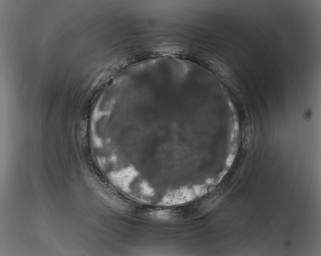 X0000116780365201001071242