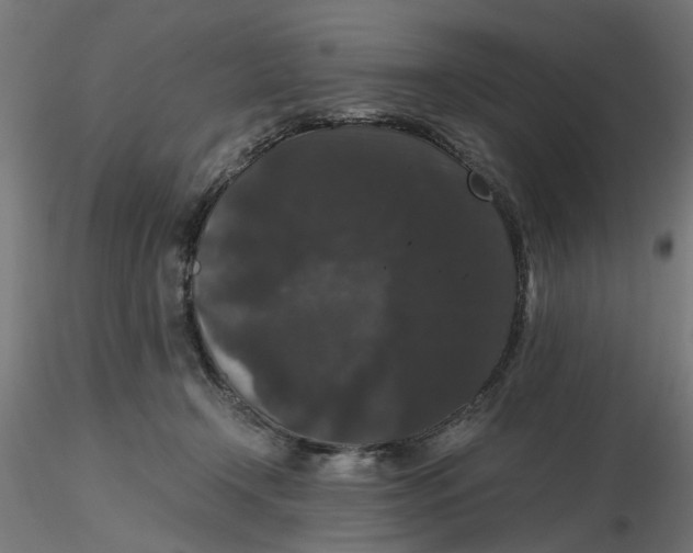 X0000116780366201001071242