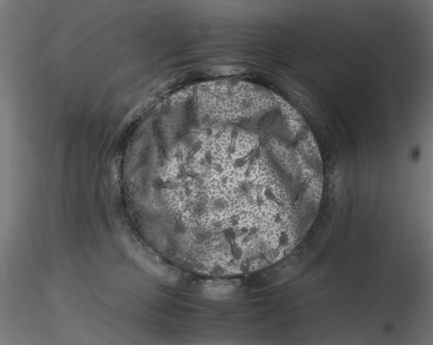 X0000116780373201001071242