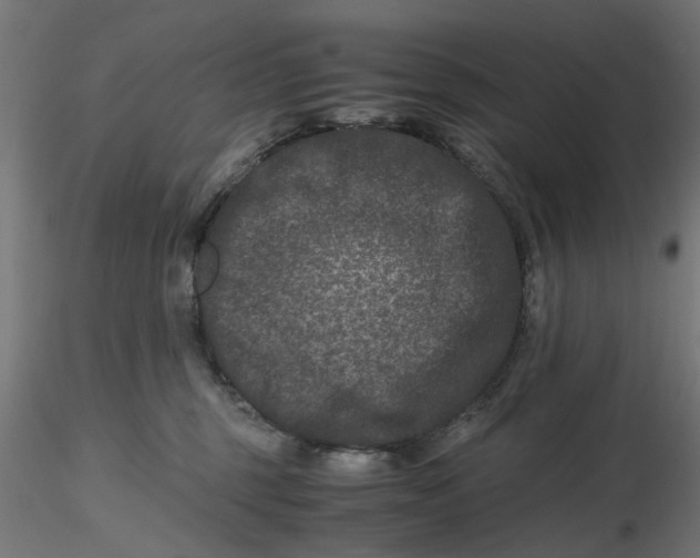 X0000116780375201001071242