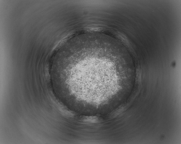 X0000116780377201001071242