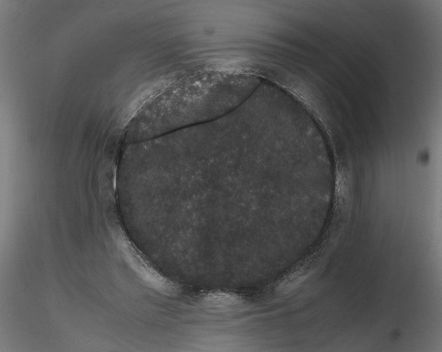 X0000116780397201001071241