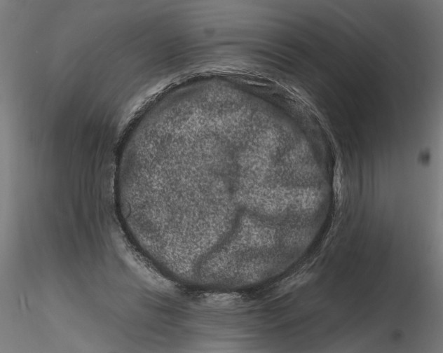 X0000116780446201001071240