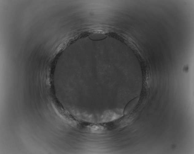 X0000116780512201001071240