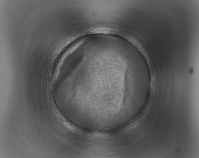 X0000116780529201001071239