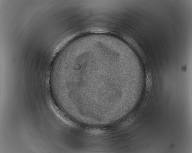 X0000116780533201001071239