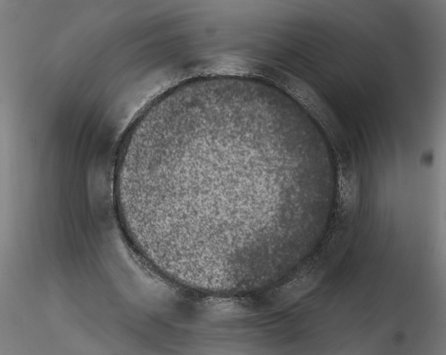 X0000116780534201001071239