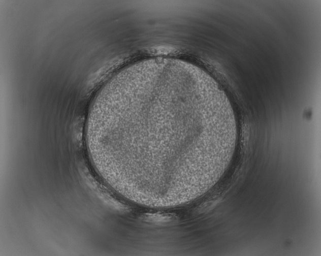 X0000116780545201001071239