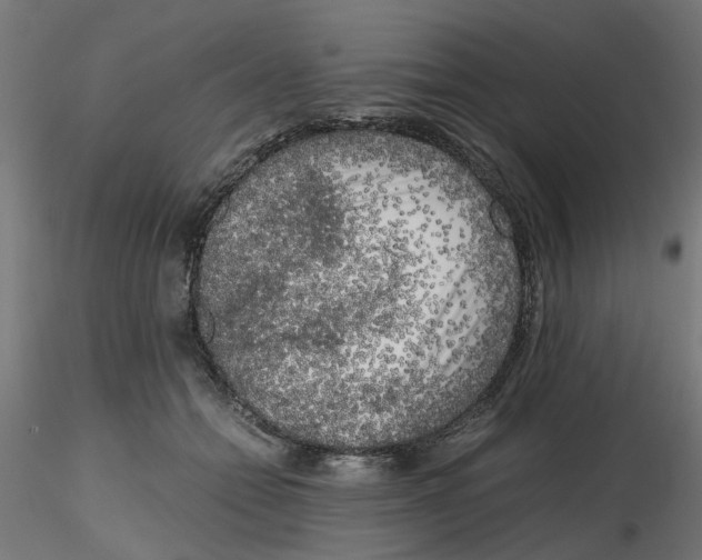 X0000116780558201001071239