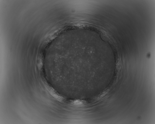 X0000116780566201001071239