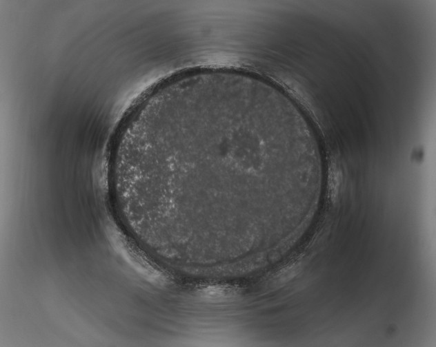 X0000116780584201001071239