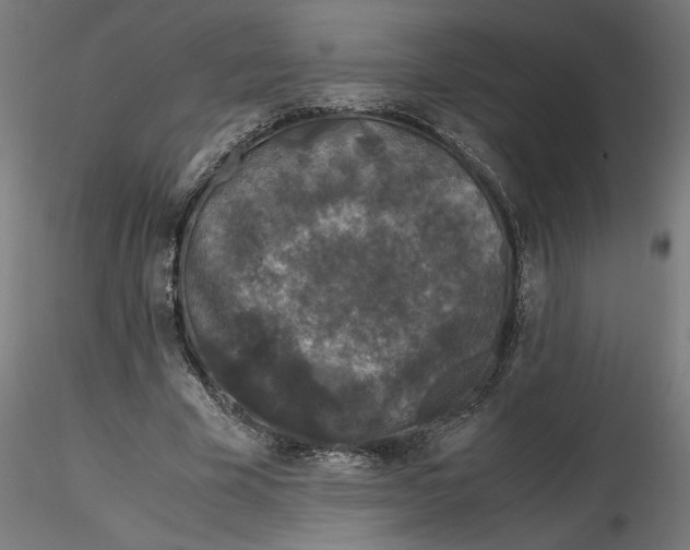 X0000116780585201001071239