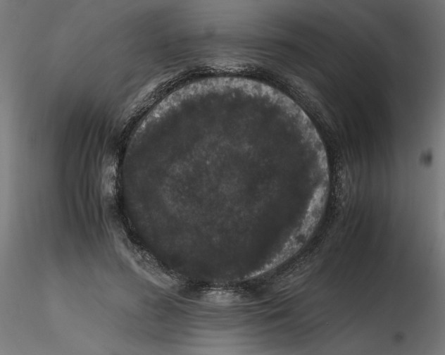 X0000116780596201001071239