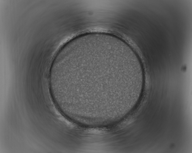 X0000116780625201001071238