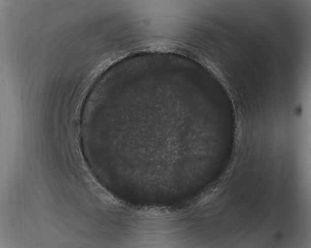 X0000116780673201001071238