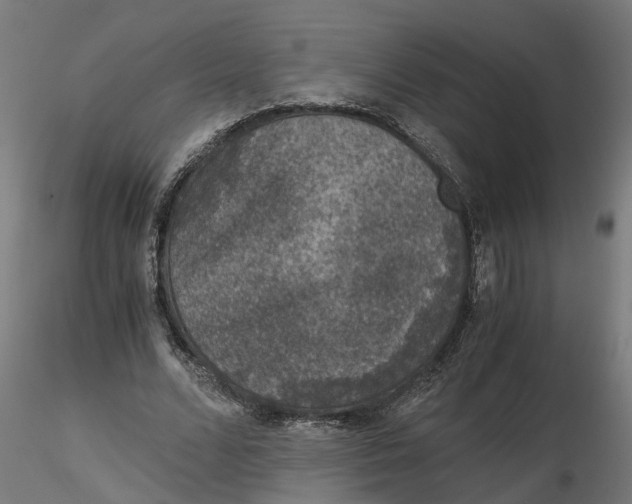 X0000116780680201001071237