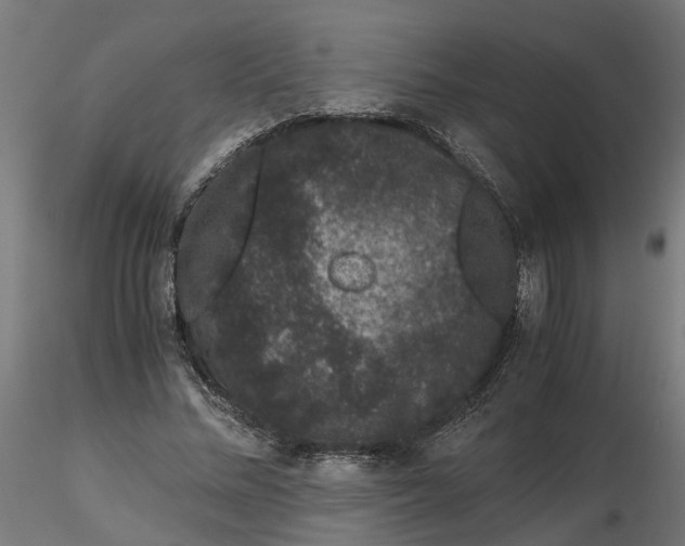 X0000116780684201001071237