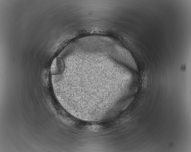 X0000116780695201001071237