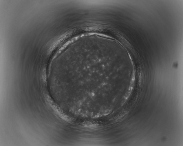 X0000116780729201001071236