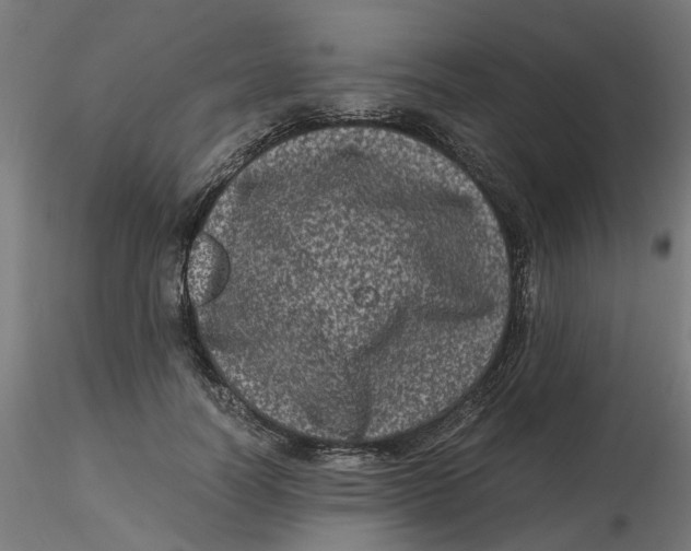 X0000116780746201001071237