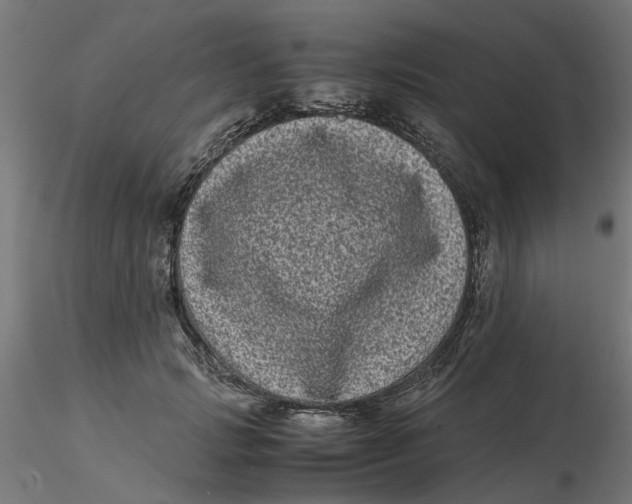 X0000116780749201001071237