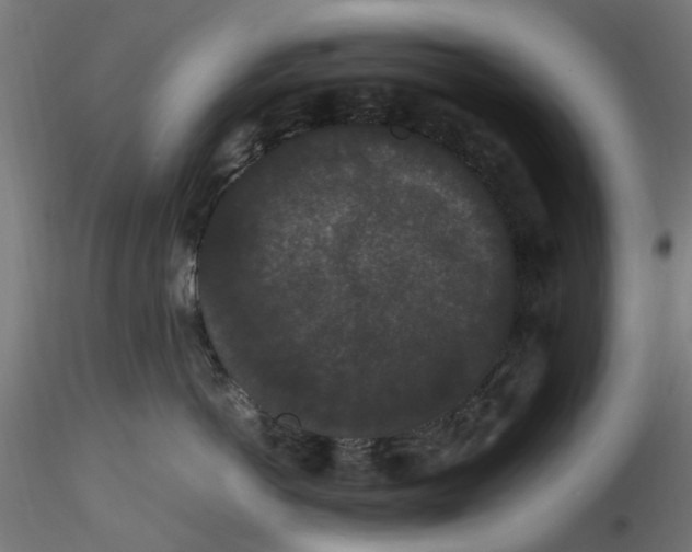 X0000116780766201001071237