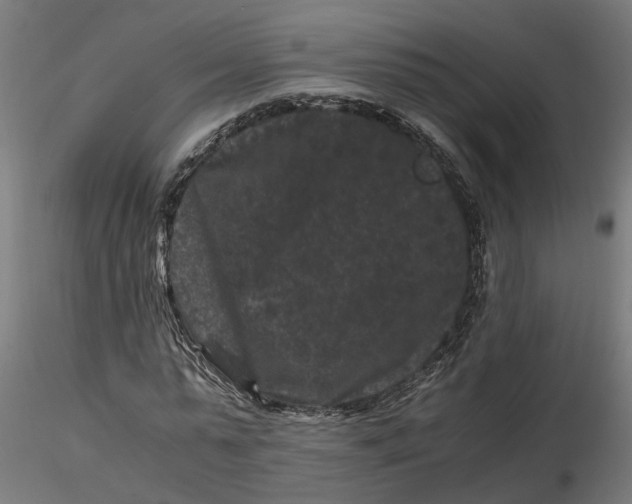 X0000116780775201001071236