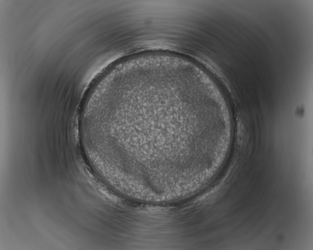 X0000116780782201001071236