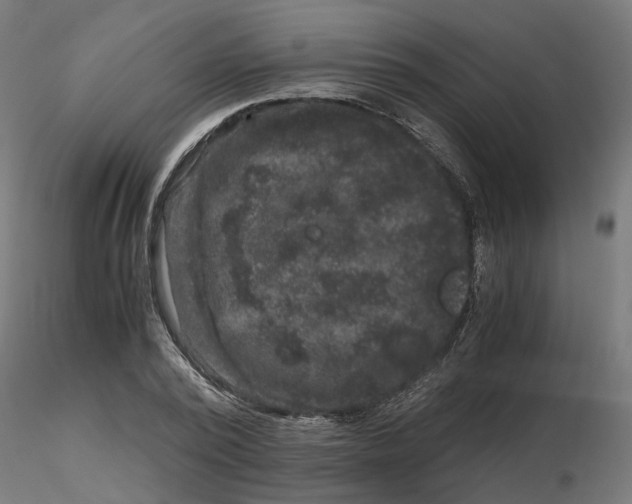 X0000116780784201001071236