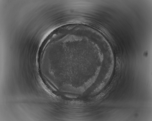 X0000116780788201001071236