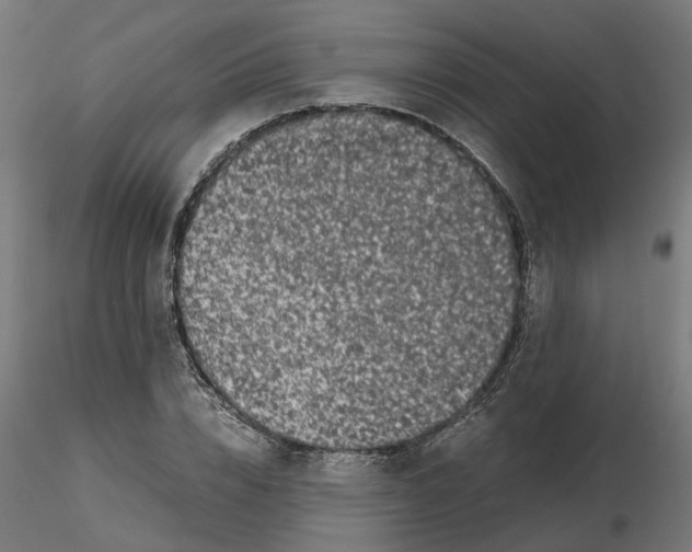 X0000116780832201001071235