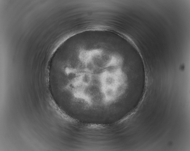 X0000116780835201001071235