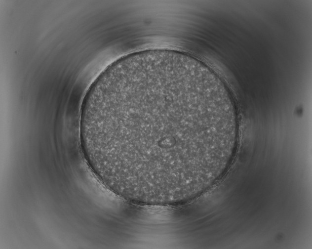 X0000116780836201001071235