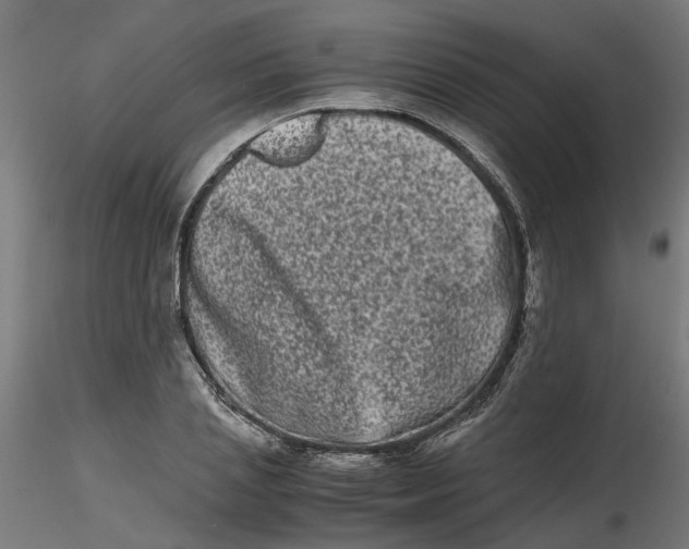 X0000116780837201001071235