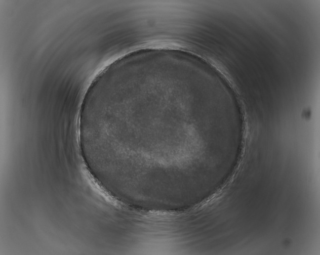 X0000116780840201001071235