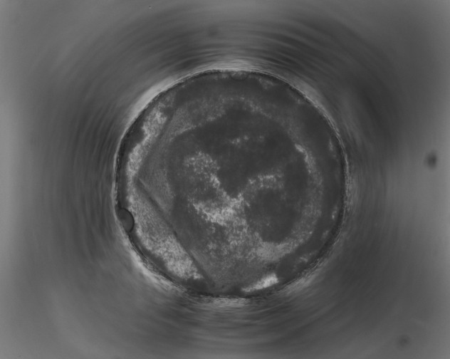 X0000116780845201001071235