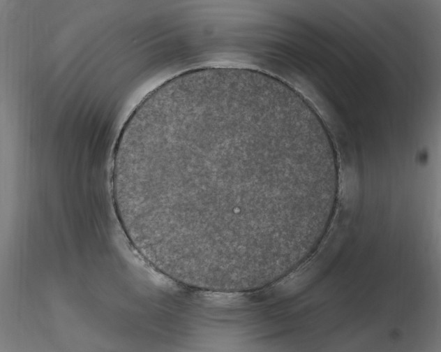 X0000116780856201001071235