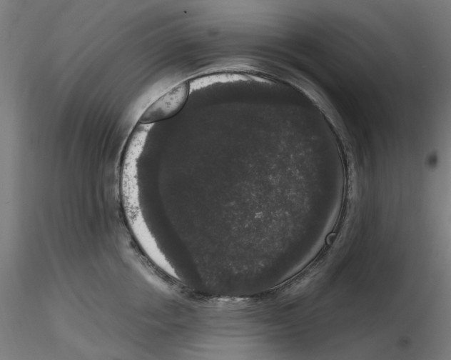 X0000116780858201001071235